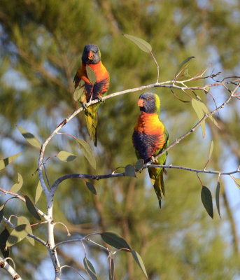 2 Lorikeet