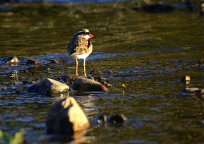 Black fronted dotterel at brisbane river Karana Downs