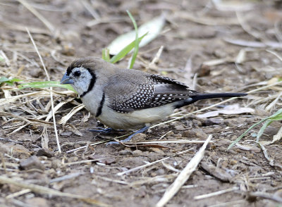 double barred finch