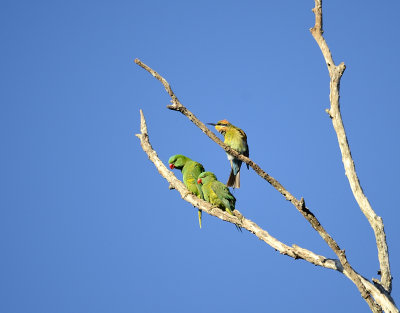 rainbow bee eater and scaly lorikeets
