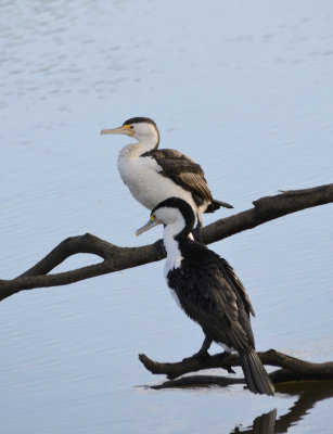 pair of pied cormorants.jpg