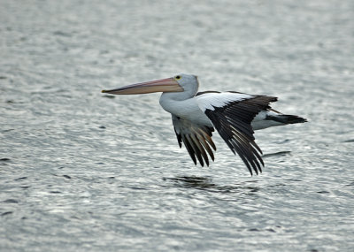 pelican atkinson dam.jpg