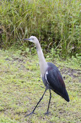 large heron almost 100cm