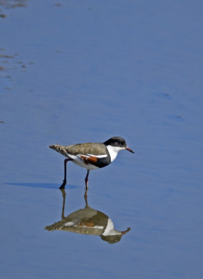 red kneed dotterel