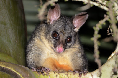 possum in dark lit by torch
