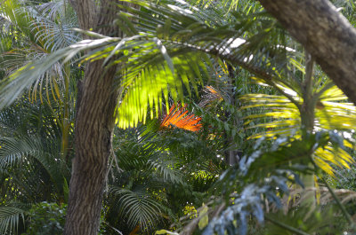 my jungle