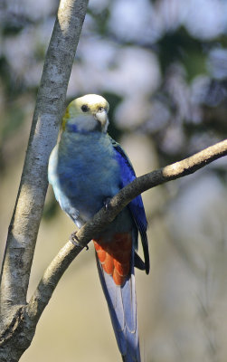 rosella