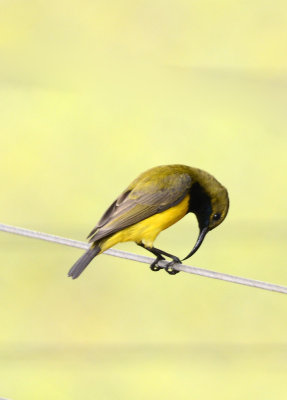 beautiful sunbird weighing up options for a nest