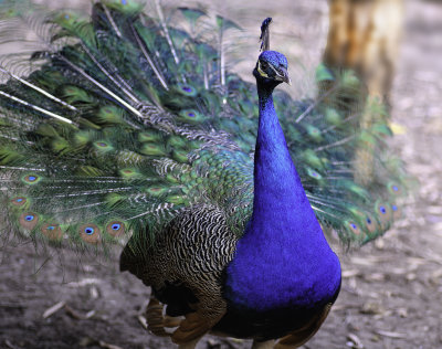 peacock 2.jpg