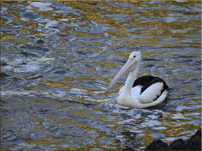 Pelican on golden water