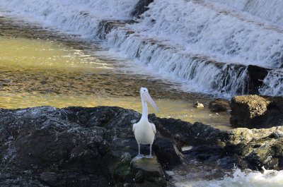 pelican at the bottom of the weir