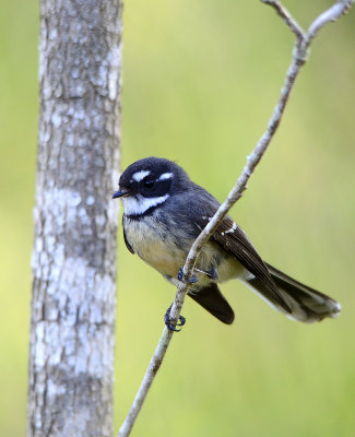 fantail posing