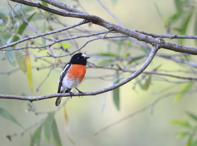 scarlet in its favourite tree