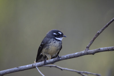 fantail happy to pose
