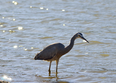 heron