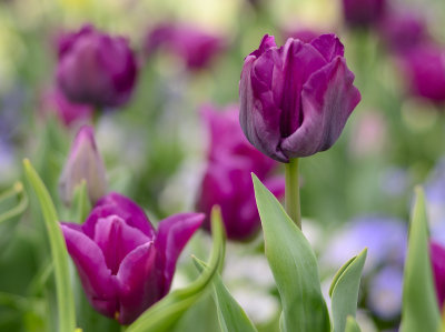 beautiful tulips with the 50mm