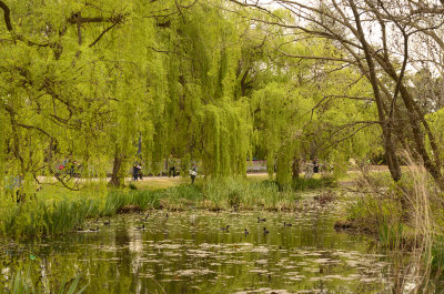 Willows on the lake