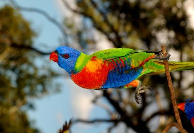 lorikeet just leaving.jpg