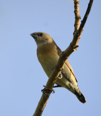 juv mannikin