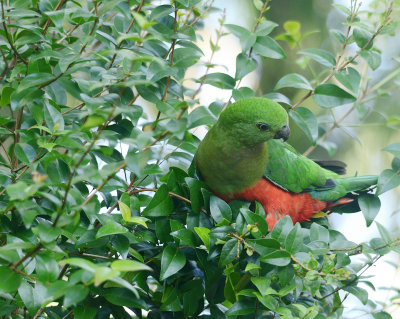 female king parrot looking for food