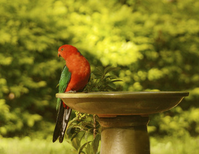 king parrot very high iso and noisy