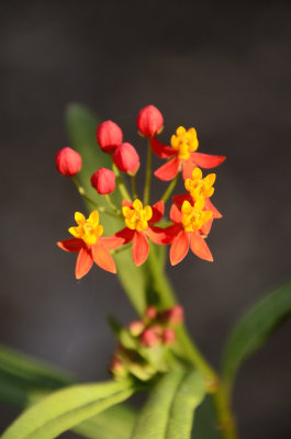 tiny woodland flower