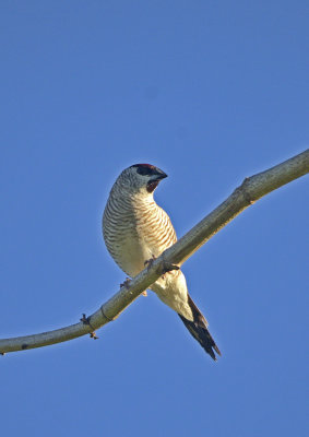 finch
