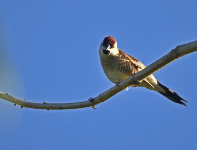 plum headed finch