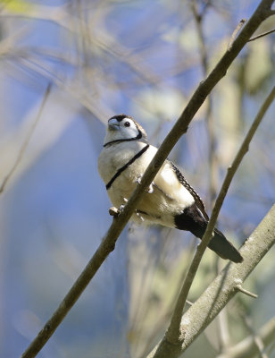 double barred finch