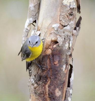 robin on tree.jpg