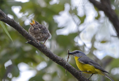 eastern robin with young