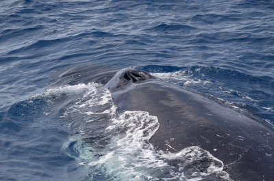 whales hervey bay 18.jpg