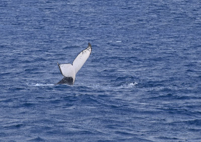 tail