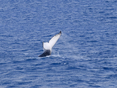 tail