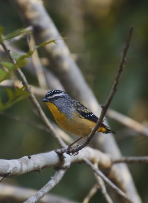 spotted pardalote 2.jpg