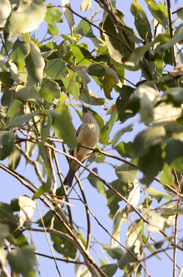 immaturerufous whistler.jpg
