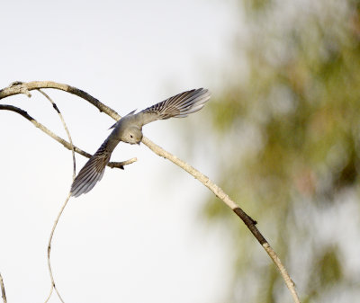 immature whistler taking off.jpg