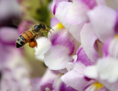 toowoomba bees.jpg