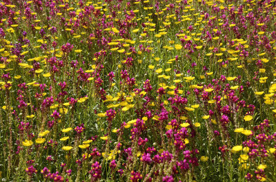 toowoomba flowers 10.jpg