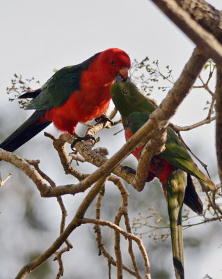 king parrots 2.jpg