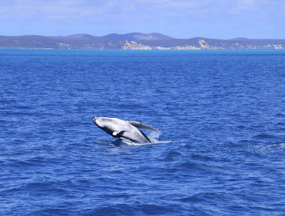 Whale watching with tasman venture staying at the Mantra