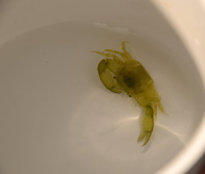 miniature crab