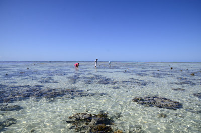 a big world of low water reef