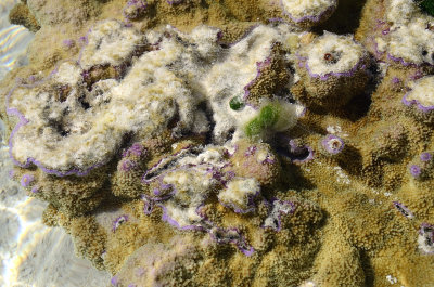 reef garden
