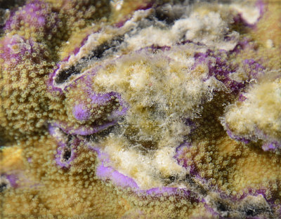reef colours