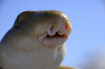 could even a mother love this epaulette shark