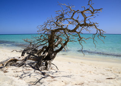 driftwood on our reef beach