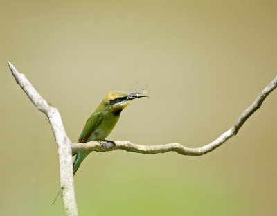bee eater