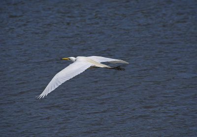 Birds in flight 