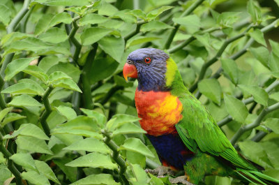 lorikeet in plant.jpg